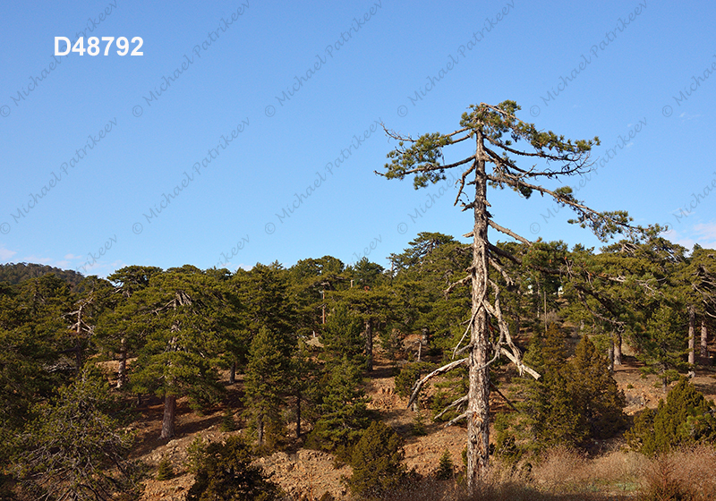 Coniferous forest, Cyprus